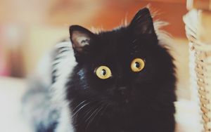 Preview wallpaper cat, face, fluffy, black