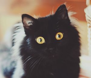 Preview wallpaper cat, face, fluffy, black