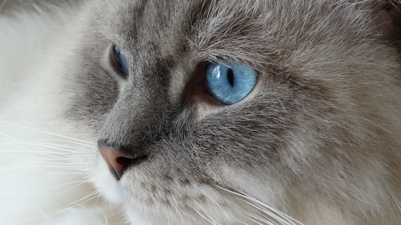 Wallpaper cat, face, fluffy, blue-eyed