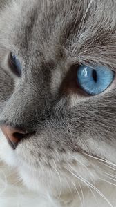 Preview wallpaper cat, face, fluffy, blue-eyed