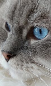 Preview wallpaper cat, face, fluffy, blue-eyed