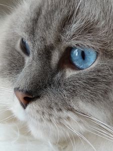 Preview wallpaper cat, face, fluffy, blue-eyed