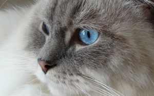 Preview wallpaper cat, face, fluffy, blue-eyed