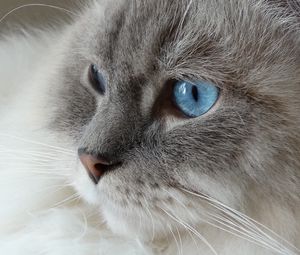 Preview wallpaper cat, face, fluffy, blue-eyed