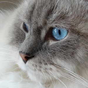 Preview wallpaper cat, face, fluffy, blue-eyed