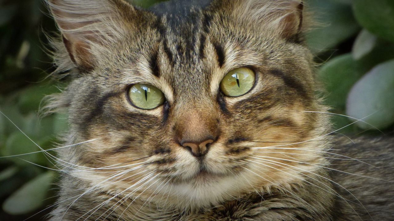 Wallpaper cat, face, fluffy, cute, home
