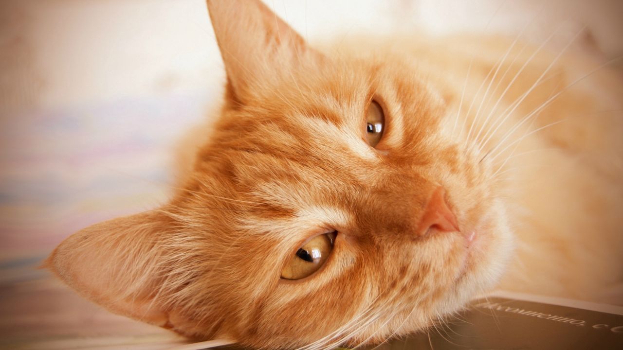 Wallpaper cat, face, fluffy, look, lying