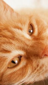 Preview wallpaper cat, face, fluffy, look, lying
