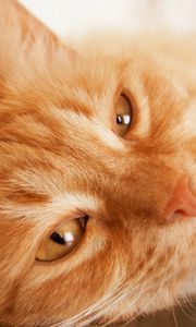 Preview wallpaper cat, face, fluffy, look, lying