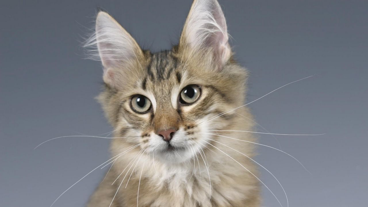 Wallpaper cat, face, fluffy ears, eyes