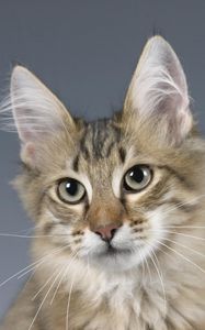 Preview wallpaper cat, face, fluffy ears, eyes