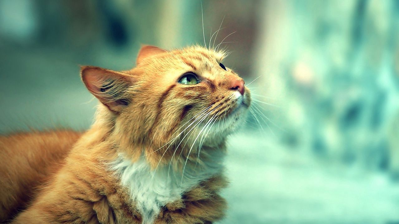 Wallpaper cat, face, furry, warm
