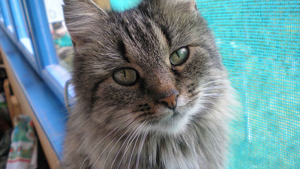 Wallpaper cat, face, furry, eyes, good