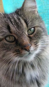 Preview wallpaper cat, face, furry, eyes, good