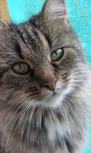 Preview wallpaper cat, face, furry, eyes, good