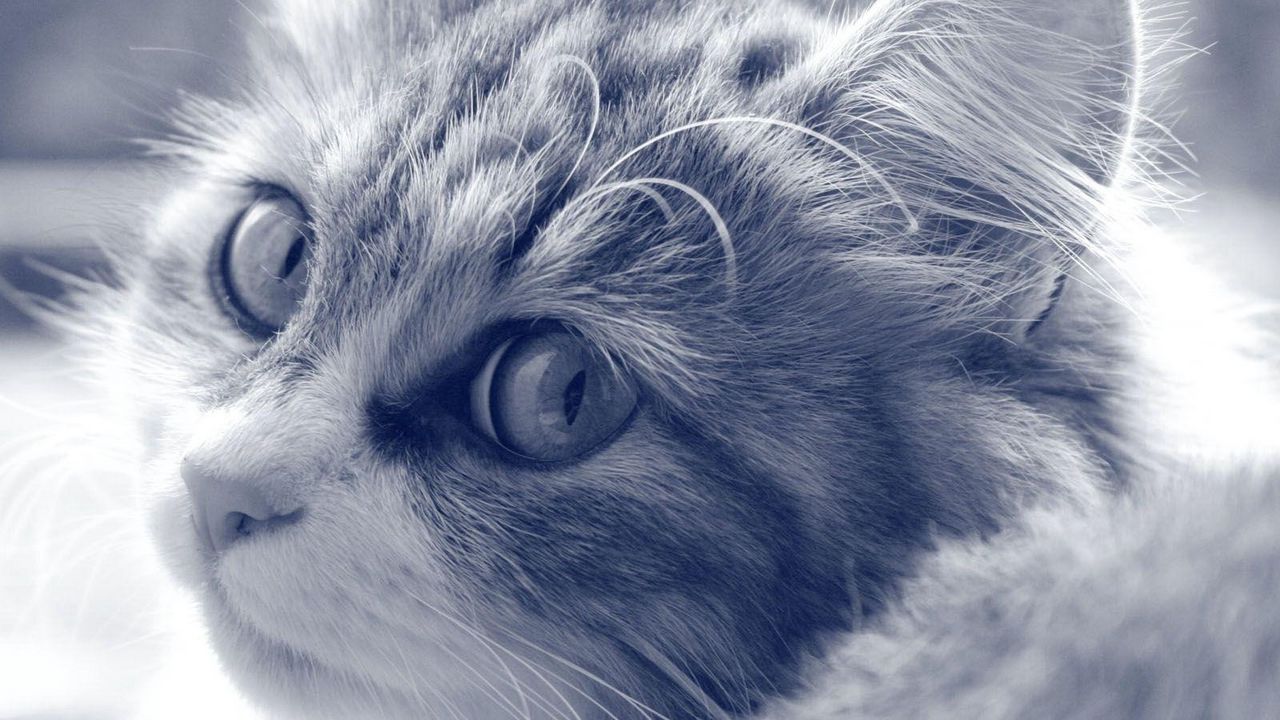 Wallpaper cat, face, furry, eyes, black white
