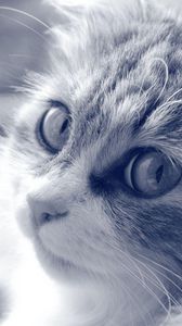 Preview wallpaper cat, face, furry, eyes, black white