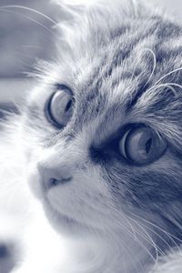 Preview wallpaper cat, face, furry, eyes, black white