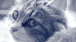 Preview wallpaper cat, face, furry, eyes, black white