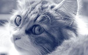 Preview wallpaper cat, face, furry, eyes, black white