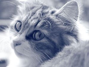 Preview wallpaper cat, face, furry, eyes, black white