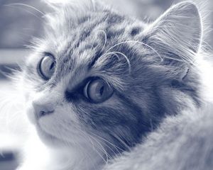 Preview wallpaper cat, face, furry, eyes, black white