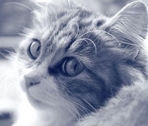 Preview wallpaper cat, face, furry, eyes, black white