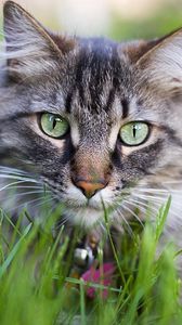 Preview wallpaper cat, face, furry, collar, grass