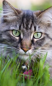 Preview wallpaper cat, face, furry, collar, grass