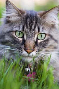 Preview wallpaper cat, face, furry, collar, grass