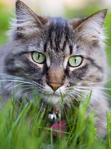 Preview wallpaper cat, face, furry, collar, grass