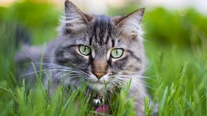 Preview wallpaper cat, face, furry, collar, grass