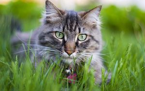 Preview wallpaper cat, face, furry, collar, grass