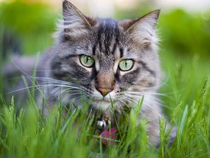 Preview wallpaper cat, face, furry, collar, grass