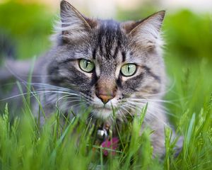 Preview wallpaper cat, face, furry, collar, grass