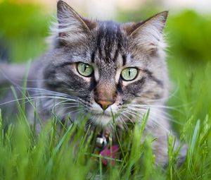 Preview wallpaper cat, face, furry, collar, grass