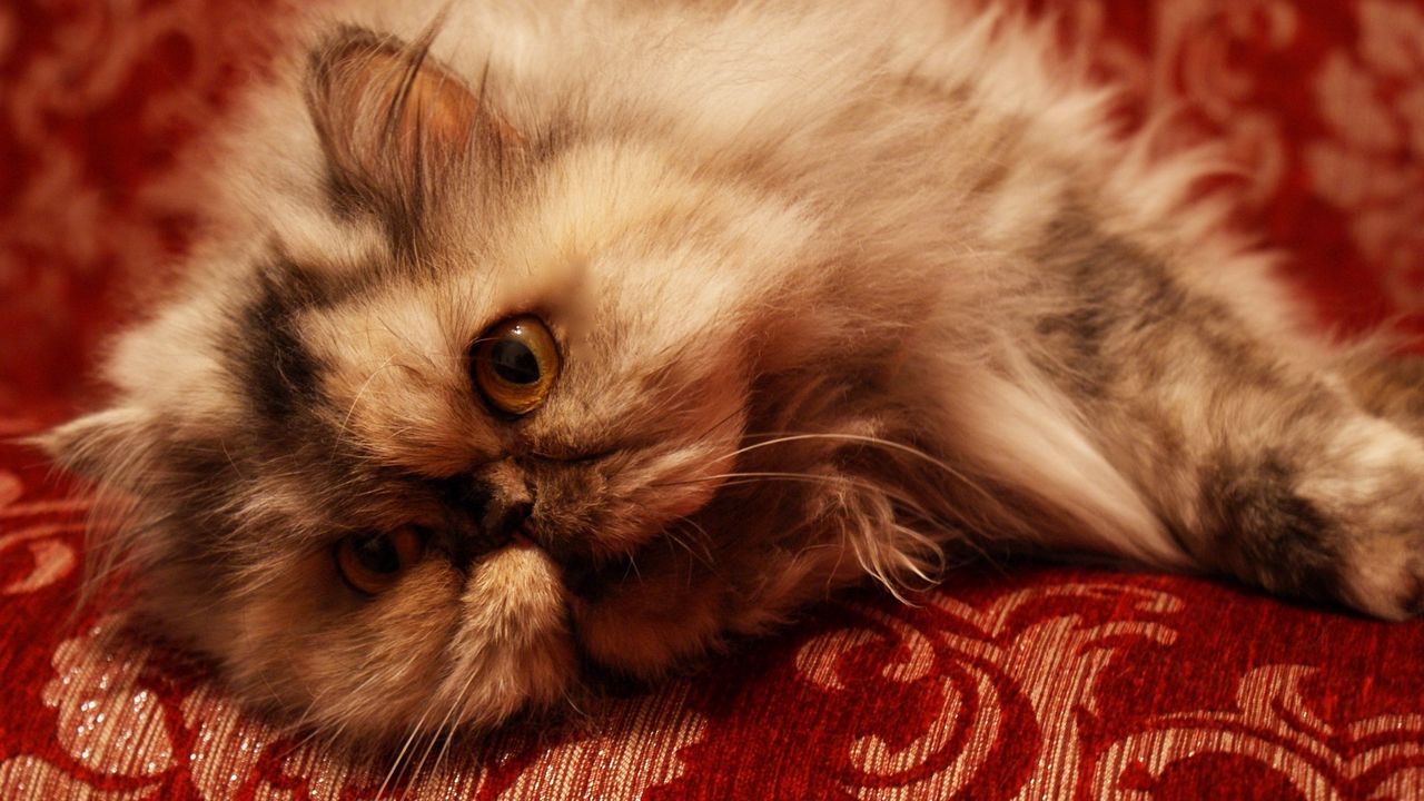 Wallpaper cat, face, furry, eyes, fear