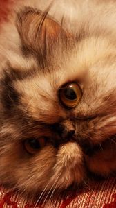 Preview wallpaper cat, face, furry, eyes, fear