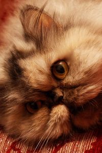 Preview wallpaper cat, face, furry, eyes, fear