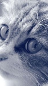 Preview wallpaper cat, face, furry, eyes, black and white