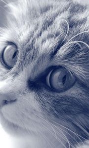 Preview wallpaper cat, face, furry, eyes, black and white