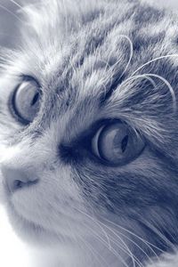 Preview wallpaper cat, face, furry, eyes, black and white