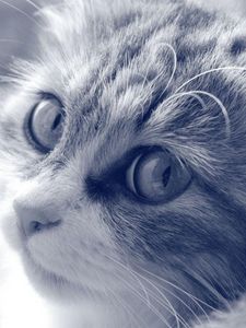 Preview wallpaper cat, face, furry, eyes, black and white