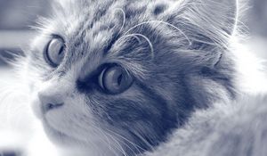 Preview wallpaper cat, face, furry, eyes, black and white