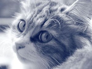 Preview wallpaper cat, face, furry, eyes, black and white