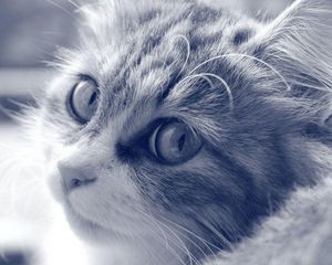 Preview wallpaper cat, face, furry, eyes, black and white