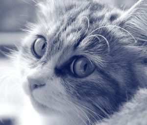 Preview wallpaper cat, face, furry, eyes, black and white