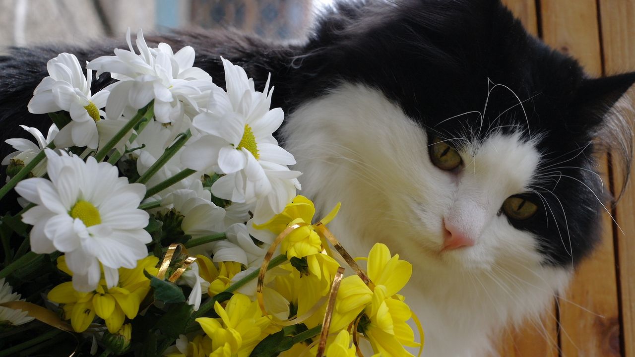 Wallpaper cat, face, furry, flowers, bouquet