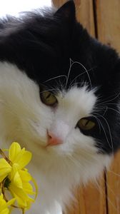 Preview wallpaper cat, face, furry, flowers, bouquet
