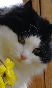 Preview wallpaper cat, face, furry, flowers, bouquet